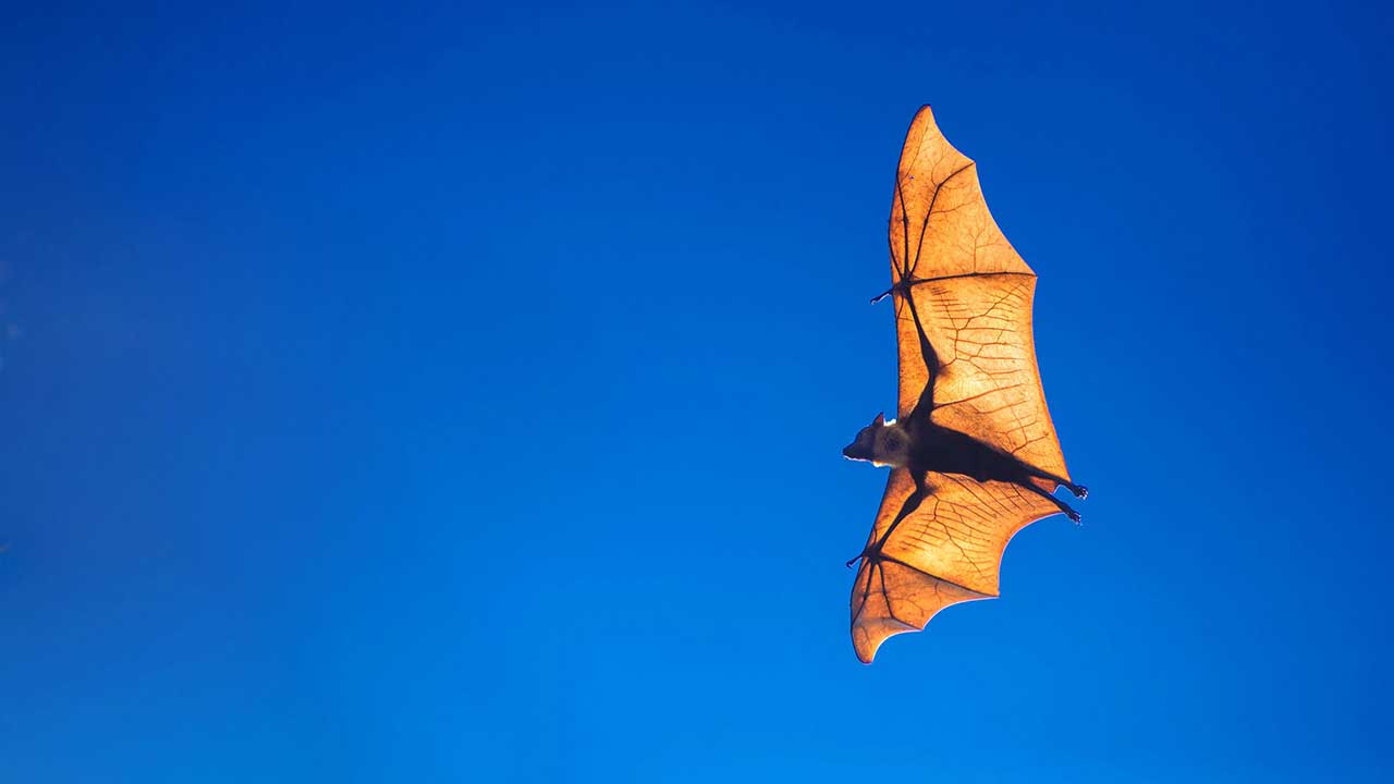 Bat Superpowers