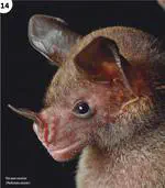 Bats Magazine features Bat Genomes