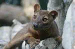 La fauna de Madagascar se enfrenta a una ola inminente de extinción