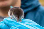 Gene Expression Shifts as Shrews Shrink and Regrow Their Brains