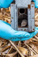 Captivity and seasons alter shrew brains