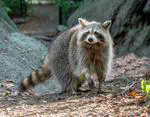 Rabies on Long Island, Dávalos Explains how Virus Returns