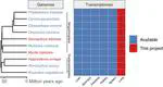 Immunological adaptations in bats to moderate the effect of coronavirus infection