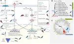 The molecular basis of viral tolerance in bats