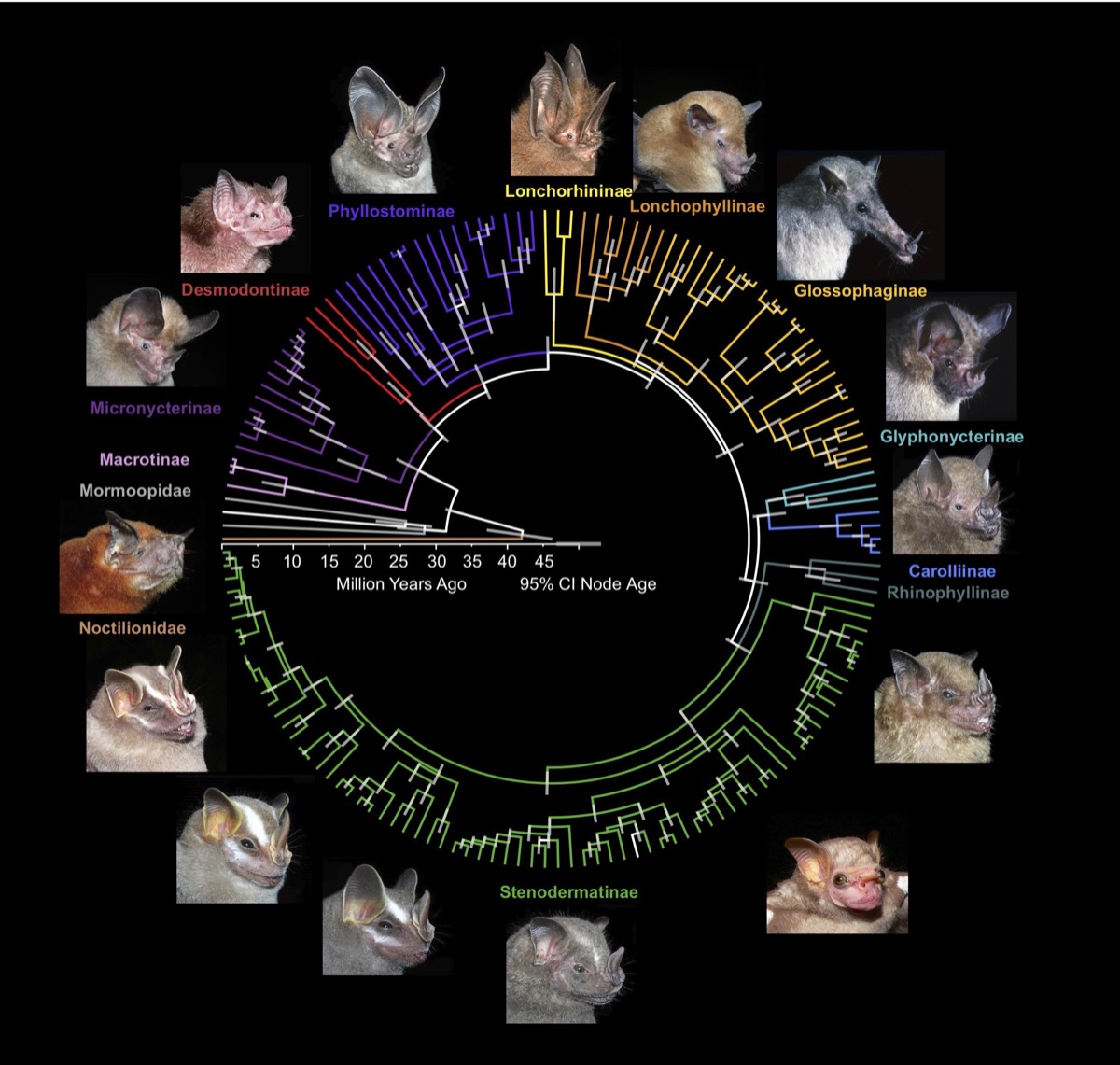 Overview of This Book | Dávalos Lab