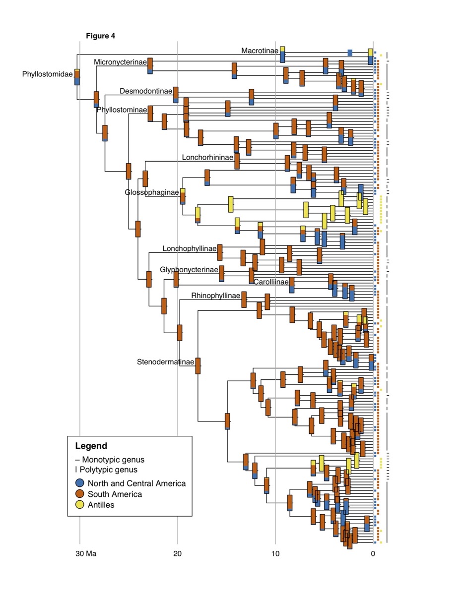 Phylogenetics And Historical Biogeography | Dávalos Lab