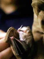 The bat fauna of Tambito, Colombia