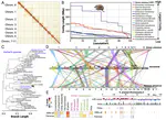 Genomic comparisons shed light on the adaptive basis of brain size plasticity and chromosomal instability in the Eurasian common shrew