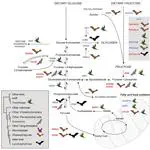 Nectar-Feeding Bats and Birds Show Parallel Molecular Adaptations in Sugar Metabolism Enzymes