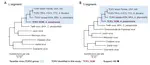 Discovery and biological confirmation of a highly divergent Tacaribe virus in metatranscriptomic data from neotropical bats