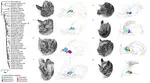 Ecological constraints on highly evolvable olfactory receptor genes and morphology in neotropical bats