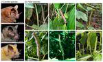 Fruit odorants mediate co-specialization in a multispecies plant–animal mutualism