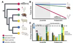 Gene expression reveals the pancreas of Aselli as a critical organ for plasma cell differentiation in the common shrew