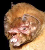The geography of diversification in the mormoopids (Chiroptera: Mormoopidae)