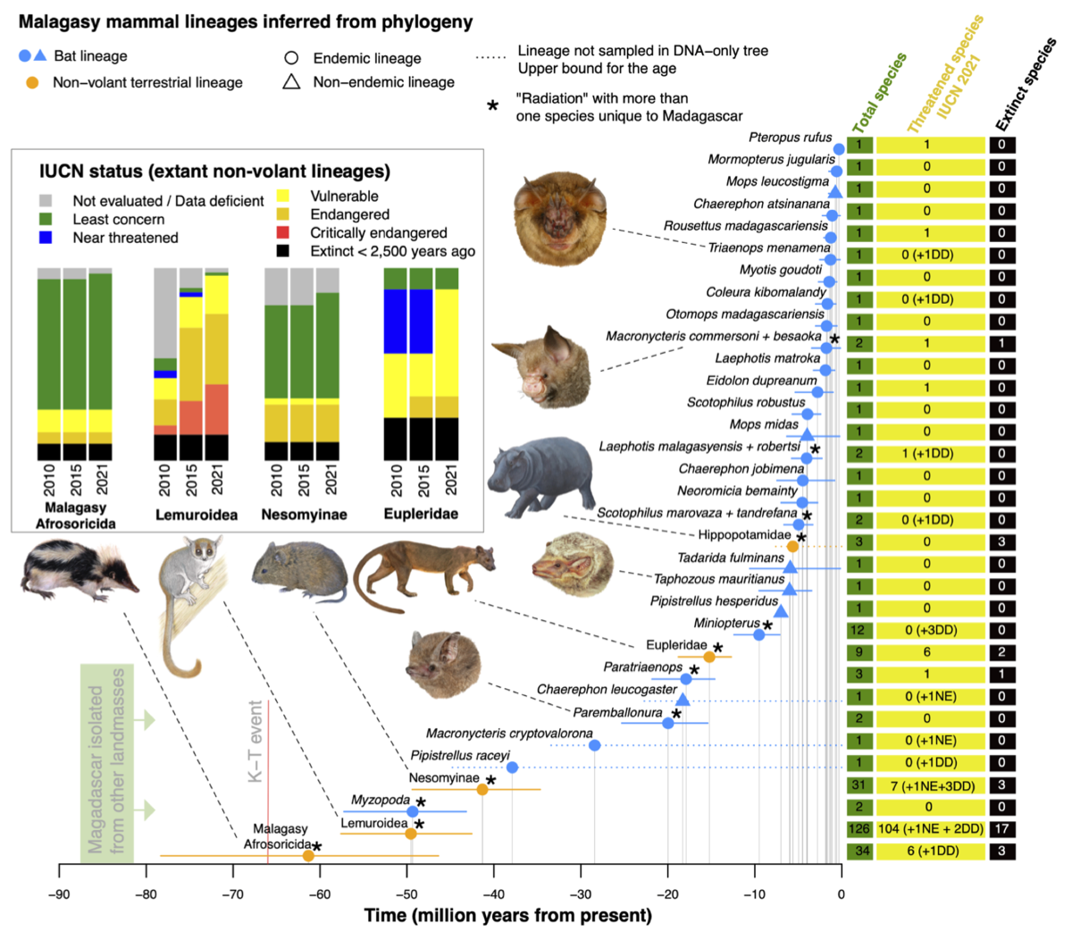 The macroevolutionary impact of recent and imminent mammal extinctions ...