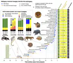 The macroevolutionary impact of recent and imminent mammal extinctions on Madagascar
