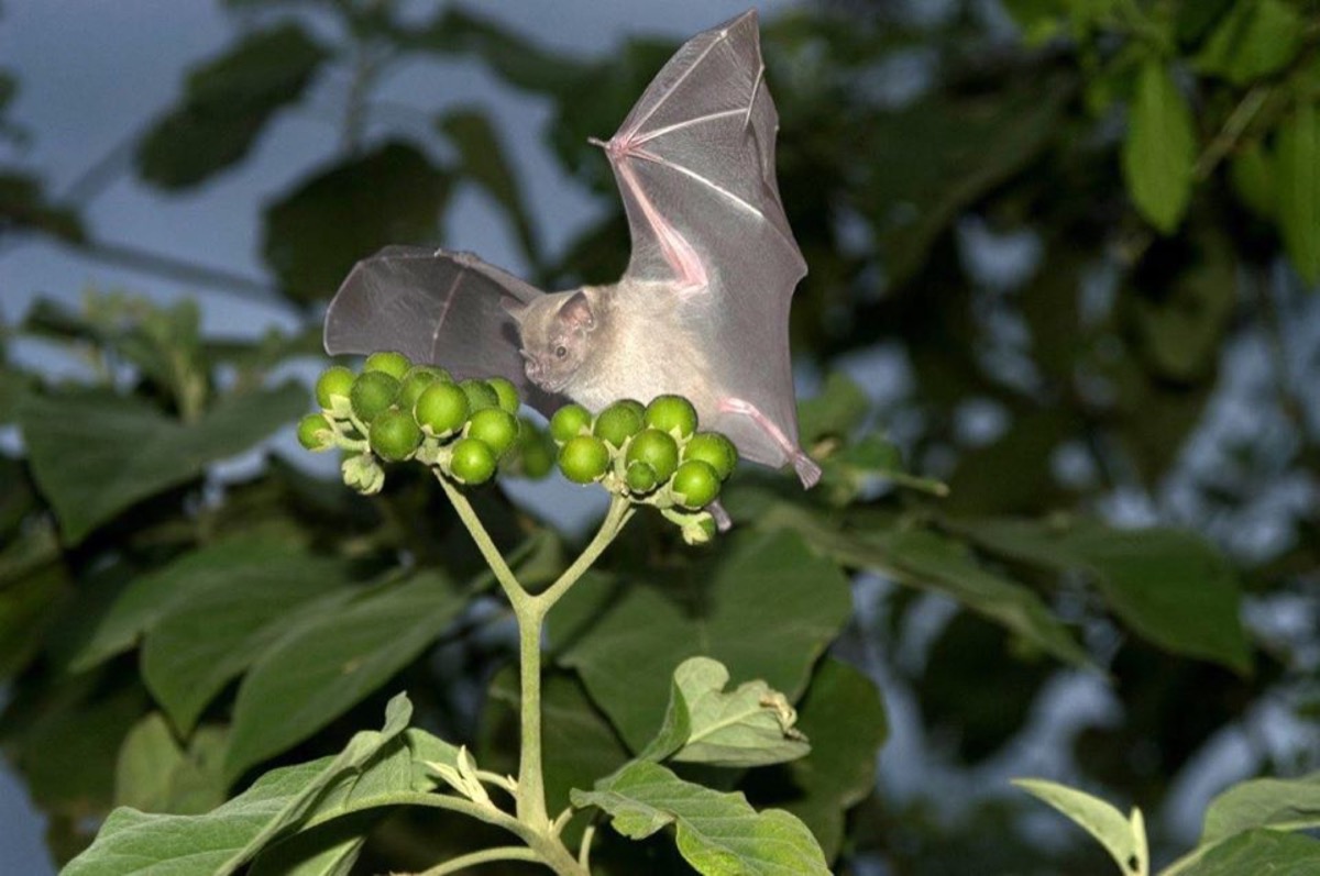 Molecular adaptation and convergent evolution of frugivory in Old World and neotropical fruit