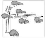 Morphological Diversification under High Integration in a Hyper Diverse Mammal Clade