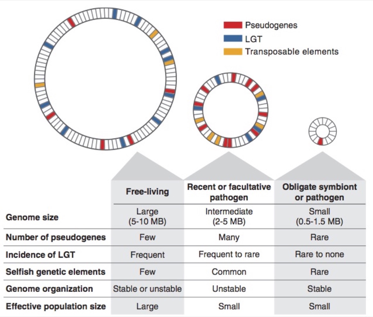 The Nature And Dynamics Of Bacterial Genomes | Dávalos Lab