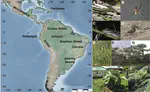 Neotropics as a Cradle for Adaptive Radiations
