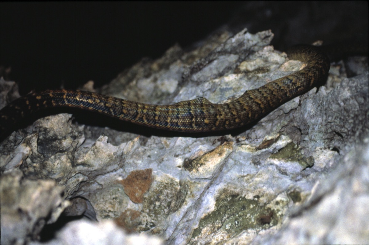New and Noteworthy Records from Ten Jamaican Bat Caves | Dávalos Lab