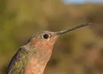 Parallel molecular evolution in pathways, genes, and sites in high-elevation hummingbirds revealed by comparative transcriptomics