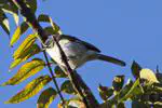 Parc National La Visite, Haiti a last refuge for the country's montane birds