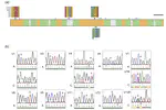 Reduced gene expression and missense mutations in the transporter protein SLC45A2 in a hypopigmented Egyptian rousette fruit bat (Rousettus aegyptiacus)