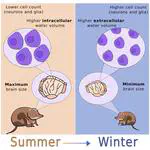 Programmed seasonal brain shrinkage in the common shrew via water loss without cell death