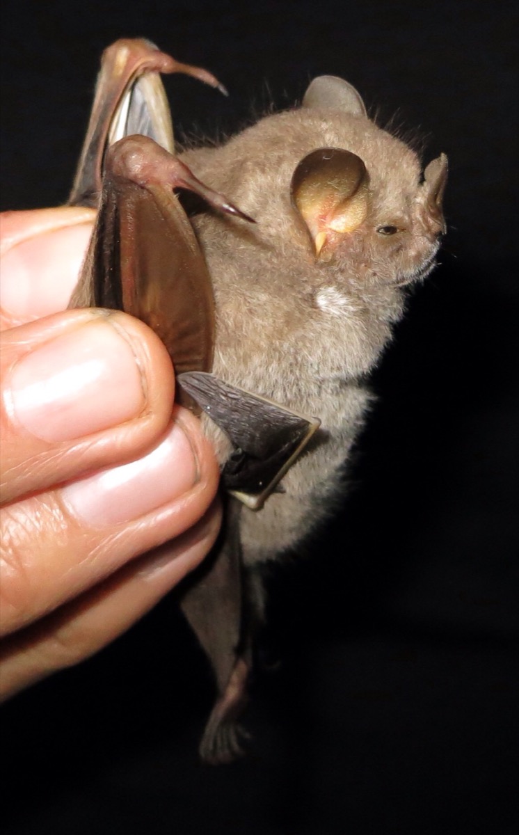 Short‐faced bats (Phyllostomidae Stenodermatina) a Caribbean