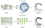 Developmental bias explains the evolutionary trend towards simple leaf shapes