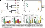 Gene expression reveals the pancreas of Aselli as a critical organ for plasma cell differentiation in the common shrew