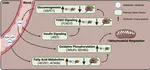 Dynamic metabolic and molecular changes during seasonal shrinking in Sorex araneus