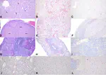 Pathogenesis and host response to a novel Tacaribe virus isolate in experimentally-infected Jamaican fruit bats